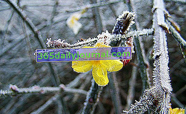 зимний жасмин (Jasminum nudiflorum) с множеством желтых цветов
