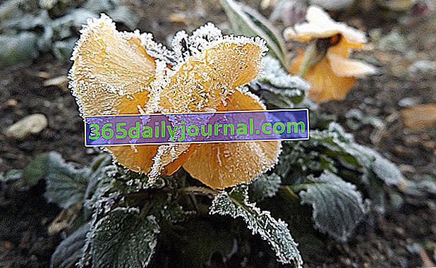 kışın hercai menekşe (Viola spp.)