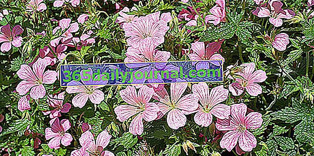 Višegodišnji pelargonija (Geranium spp.), Osnovni pokrivači tla