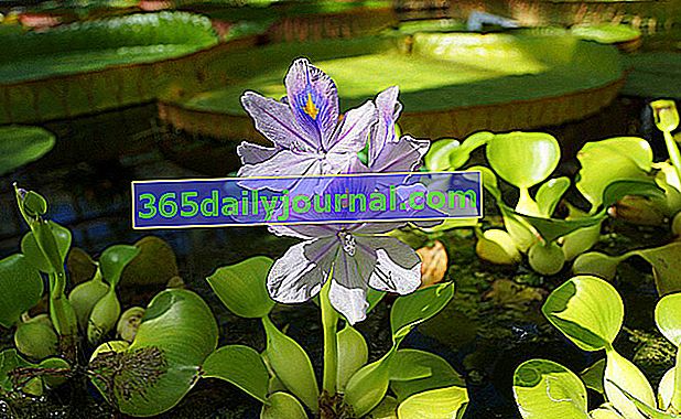 dekoratívny vodný hyacint v záhradnom jazierku