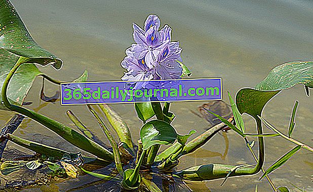 Vodní hyacint (Eichhornia crassipes) nebo kamalot