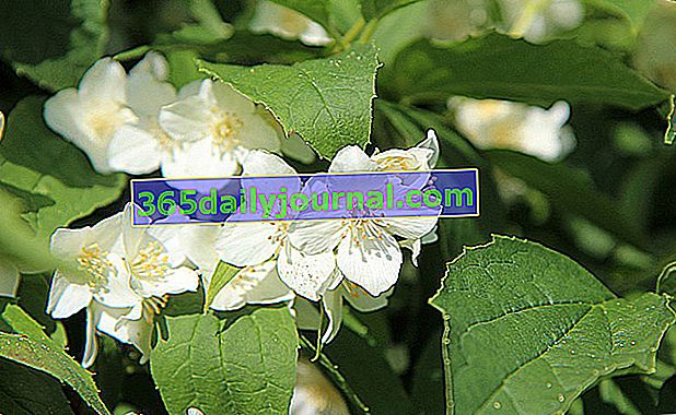 Jeringa arbustiva para jardín blanco