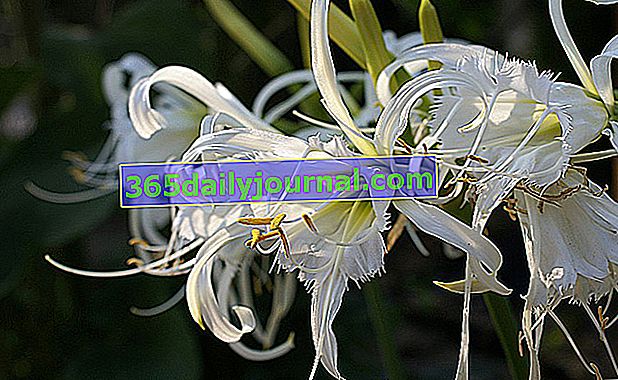 izmén (Hymenocallis x festalis) alebo ľalia pavúková alebo narcis peruánsky