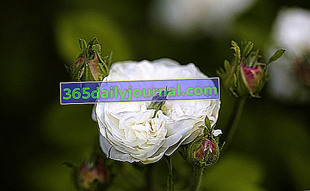 Rose Mme Hardy - bílá růže