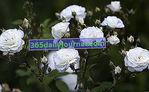 Rose Blanche Moreau - bílá růže