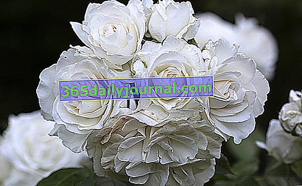 Rose Annapurna - biela ruža