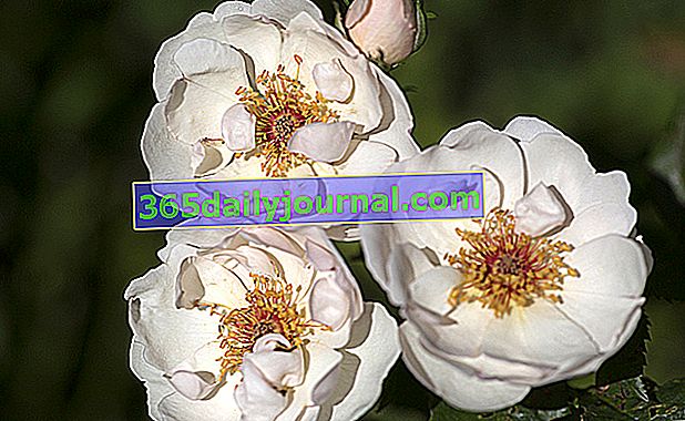 Rose Jacqueline du Pré - bílá růže