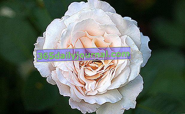 Rose Jardin de Bagatelle - bílá růže