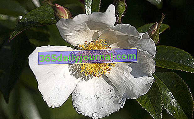 Rose Rosa Cooperii - biela ruža