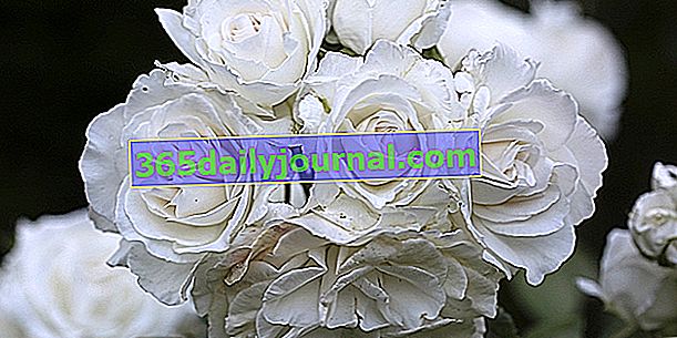 Las 10 rosas blancas más bellas, símbolo de pureza