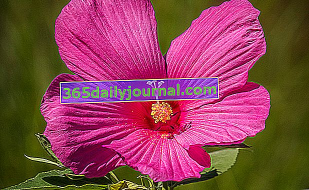 Rožnato cvetoča močvirska hibiskusa