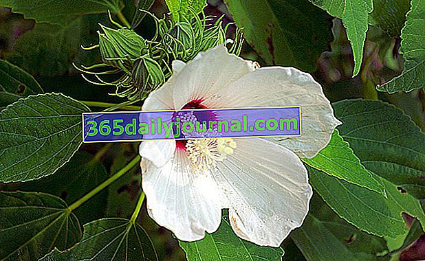 Hibisco de pantano (Hibiscus moscheutos) o hibisco de pantano