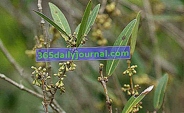 gusano de alambre de hoja estrecha (Phillyrea angustifolia) 