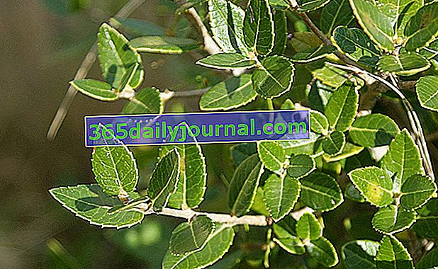 Cordworm de hoja ancha (Phillyrea latifolia) 