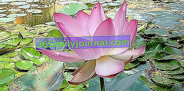 Indijski lotos (Nelumbo nucifera) ali sveti lotos