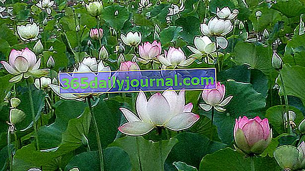 posvätný lotos (Nelumbo nucifera)