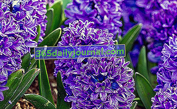 Modré hyacinty