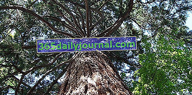 Sekvojovec obrovský (Sequoiadendron giganteum), najväčší strom na svete