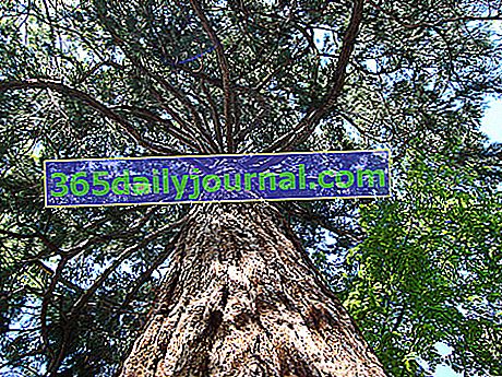 Bahçede dev sekoya (Sequoiadendron giganteum)