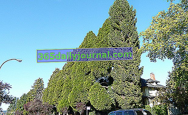 False Cypress alebo Lawson Cypress Hedge