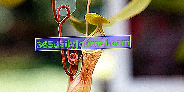 Непентес: плотоядное растение с хитрыми урнами