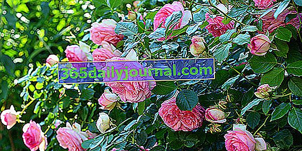Ružový ker (Rosa), veľmi populárne kvety a ľahké pestovanie