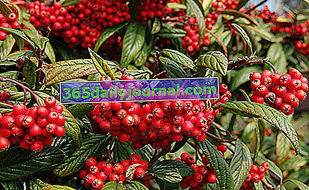 Cotoneaster (Cotoneaster)