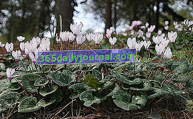 Neapeljska ciklama (Cyclamen hederifolium) ali bršljanova listnata ciklama