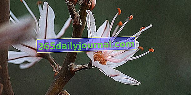 Asphodel bobica (Asphodelus microcarpus), sveti cvijet