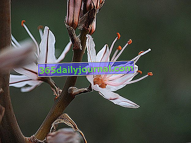 Бери асфодел (Asphodelus microcarpus), свещено цвете