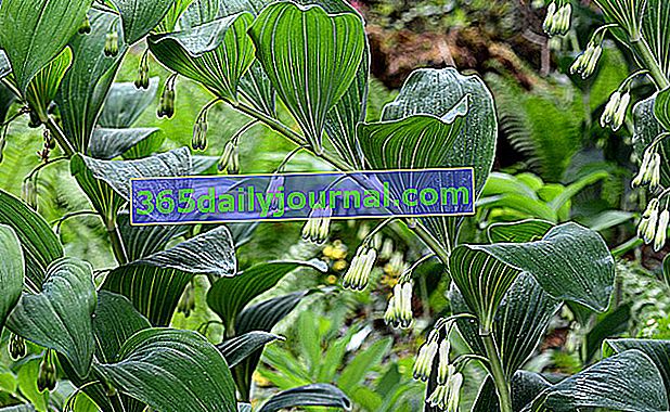 Solomon's Seal (Polygonatum) многогодишно засенчено градинско растение 