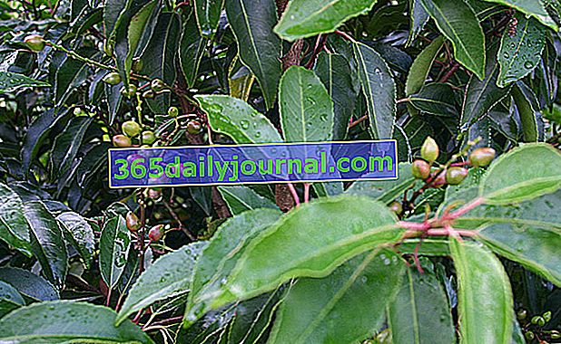 Португалски лавр (Prunus lusitanica): засаждане, отглеждане и поддържане