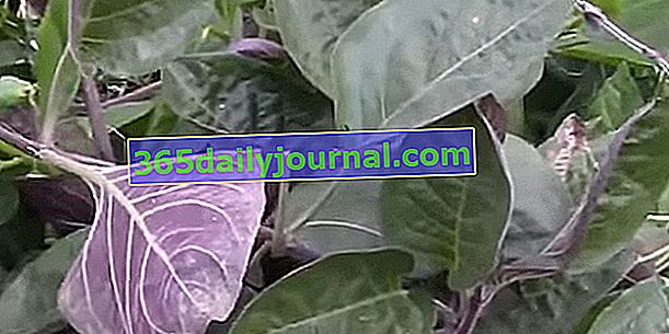 Сирене (Paederia lanuginosa), с аромат на камамбер