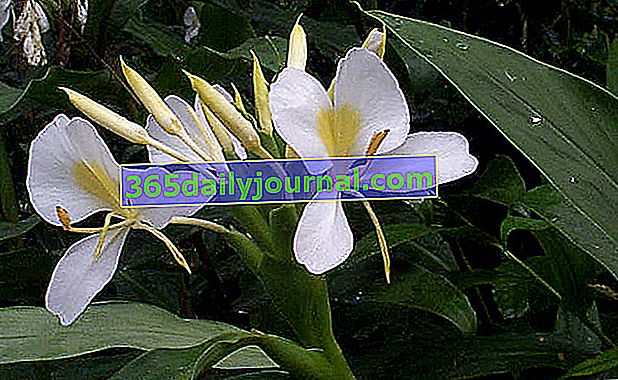 jengibre mariposa (Hedychium coronarium) o Flor de Mariposa