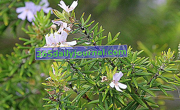 Австралийски розмарин (Westringia fruticosa), копие на ароматен розмарин