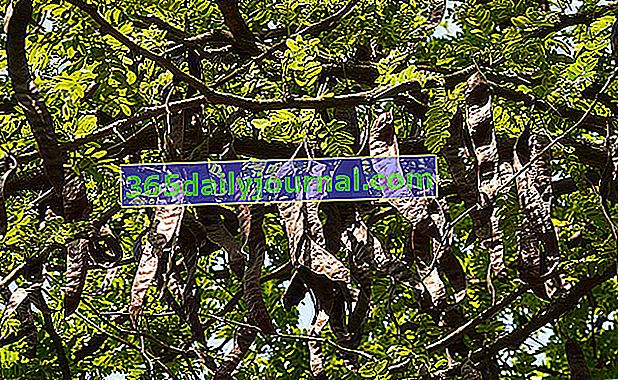 Дерево ріжкового дерева (Ceratonia siliqua), ріжкове дерево з лікувальними властивостями