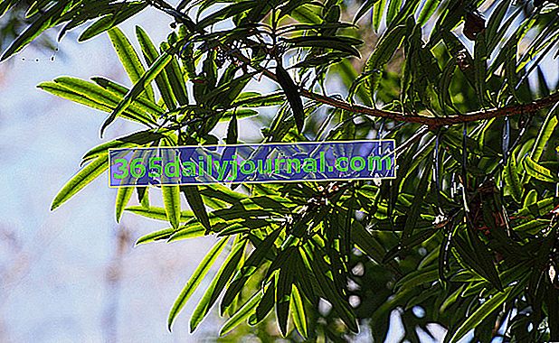 Budhistická borovica (Podocarpus macrophyllus)