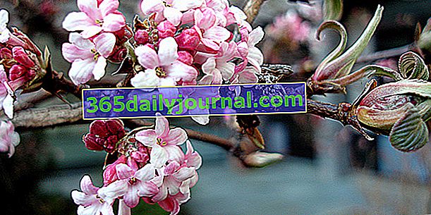 Калина озима (Viburnum x bodnantense), зимове цвітіння
