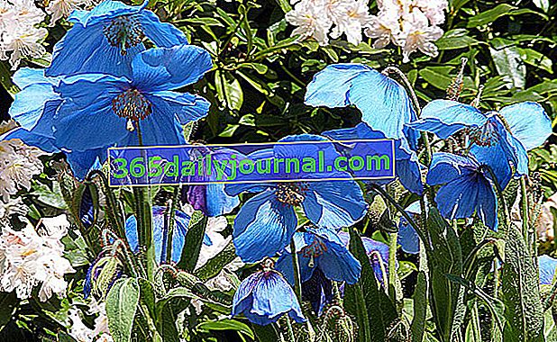 Himalajski plavi mak (Meconopsis betonicifolia) plavi mak