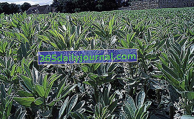 Faba grah (Vicia faba), mali grah, zeleno gnojivo