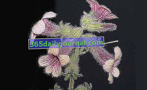 Rehmannia (Rehmannia glutinosa), náprstník čínský