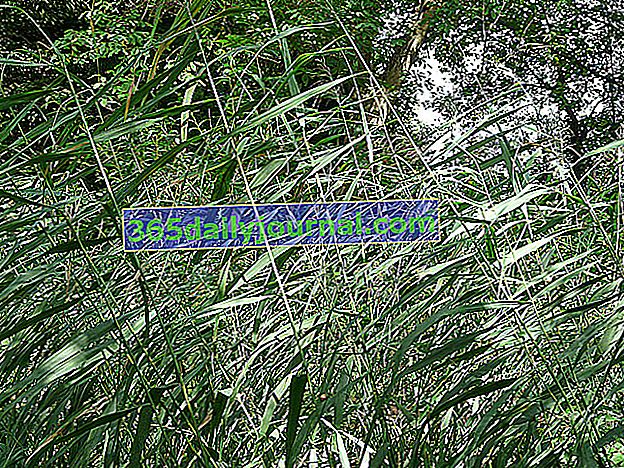 Reed (Phragmites australis), planta de marisma: plantar, cultivar, cuidar