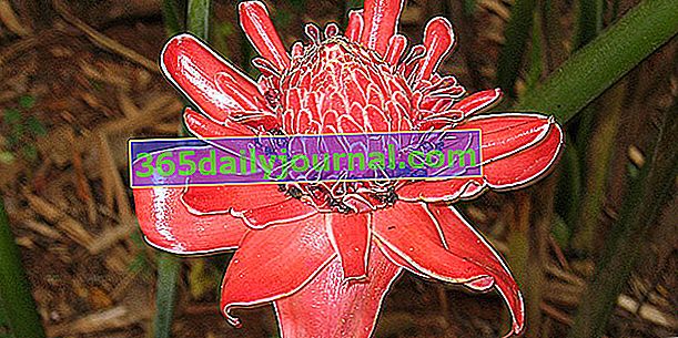 Фарфоровая роза (Etlingera elatior), тропический имбирь