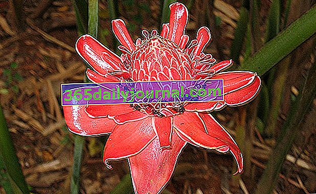 Porcelánová růže (Etlingera elatior), tropický zázvor