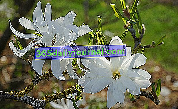 Звездна магнолия (Magnolia stellata), цъфтящият звезден храст