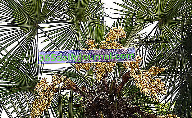 Konopná palma (Trachycarpus fortunei) nebo čínská palma