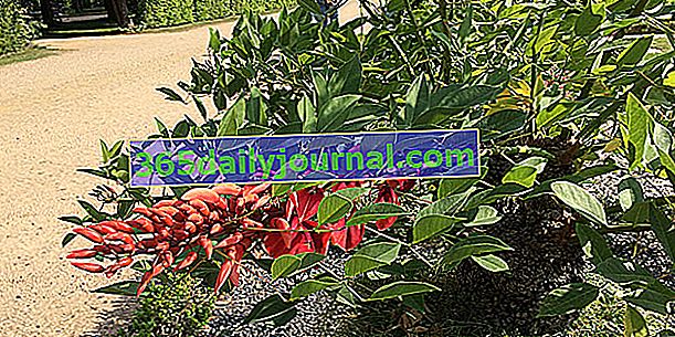 Erytrínový hrebeň kohúta (Erythrina crista-galli) alebo koralu stromu