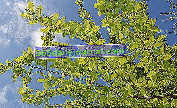Обикновен габър или габър (Carpinus betulus) в градината