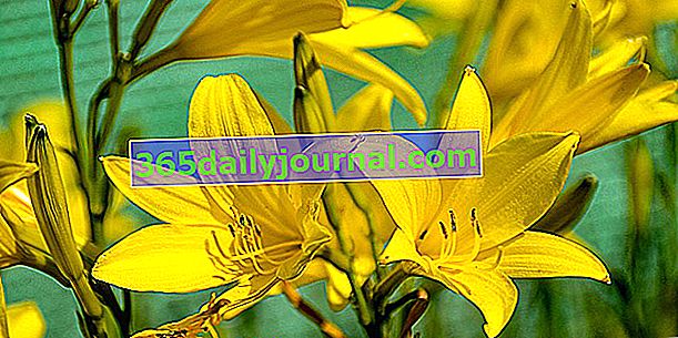 Denivka (Hemerocallis), denní lilie