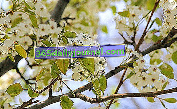 peral ornamental muy florífero en marzo-abril